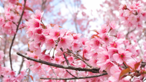 Sakura çiçeğinin yaşlanmaya karşı etkisi